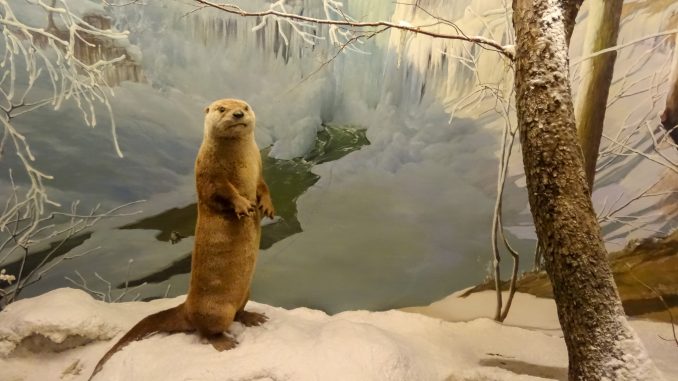 Otter diorama in James Ford Bell Museum of Natural History, Minneapolis, Minnesota, 2013.